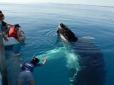 Вчені перетворили китів на операторів та режисерів і зняли неймовірні кадри морського світу (відео)