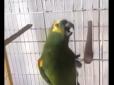 Папуга вправно співає RIHANNA (відео)