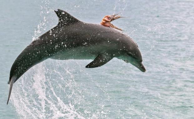 Восьминіг прокатався верхи на дельфіні. Фото: Metro.