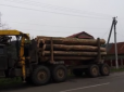 Коли влада безсила: Прості українці самостійно боронять свої ліси від хижацької вирубки (відео)