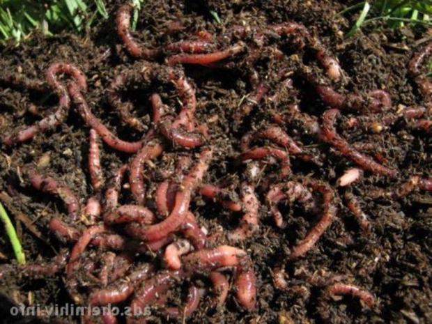 Земляні черв'яки. Фото: animalsfoto.com