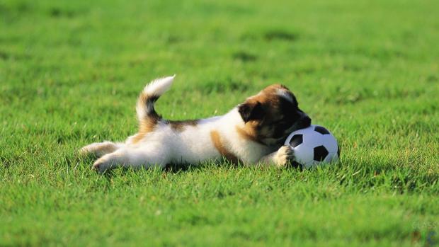 Собака грає з м'ячем. Ілюстрація: classpic.ru1.