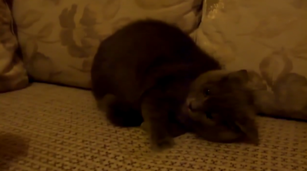 Путін коту не сподобався. Фото: скріншот з відео.