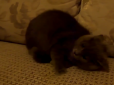 Справжній бандерівець: Розлючений кіт побив Путіна (відео)