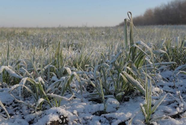 Последствия снегопадов: Ждет ли Украину плохой урожай?