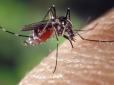 Є комарі, яким байдуже до нашої крові