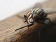 Чим небезпечні мухи, що сідають на вашу їжу
