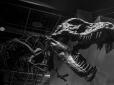 Найбільший динозавр Європи був випадково виявлений в ... музеї