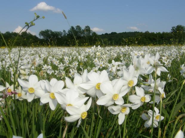 Долина нарцисів у період цвітінні. Фото:cbr.nature.org.ua
