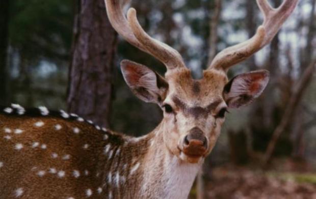 Фото: styler.rbc.ua