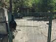 У Києві нелюди жорстоко вбили ручних павичів, вивісивши їх на паркан (фото)