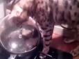 На шляху до жаданого м'яса коту каструля - не перешкода (відео)