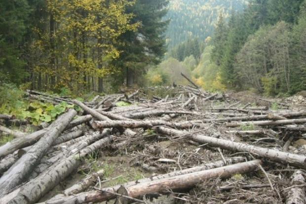 Незаконна вирубка лісу. Ілюстрація:PMG.ua