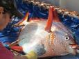 Дивовижне відкриття: Учені із США знайшли першу у світі теплокровну рибу