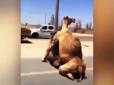 В Еміратах автошлях заблокувала пара хтивих верблюдів (відео)