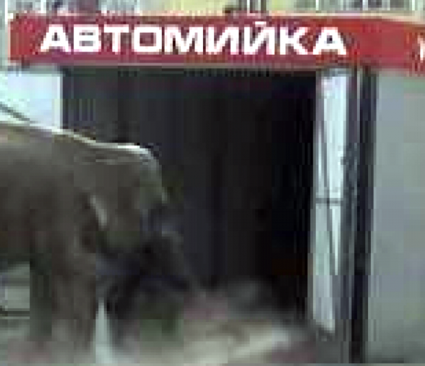 Слон в Івано-Франківську