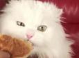 Мережа в захваті від білого кота-ласуна (відео)