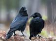 Злопам'ятніше  жінок: Вчені виміряли, скільки ворона пам'ятає заподіяне їй зло