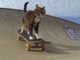 Найрозумніша кішка в світі дивує своєю вправністю (відео)