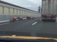Волелюбні свині заблокували дорогу у Японії (відео)