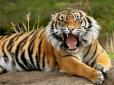 На очах у дітей: У китайському зоопарку тиграм на поталу кинули живого осла (відео, 16+)
