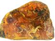 Бурштинова пошта: Дослідники знайшли всередині соняшного каменю  ціле пташеня (фото)