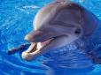Неймовірно: У дельфінів є почуття гумору (відеофакт)