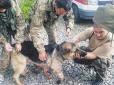 Найвірніші друзі: Собачка врятував 2-х бійців від поранень осколками міни, закривши їх собою