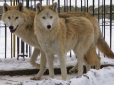 Собаки та вовки мають вроджений ген справедливості - вчені