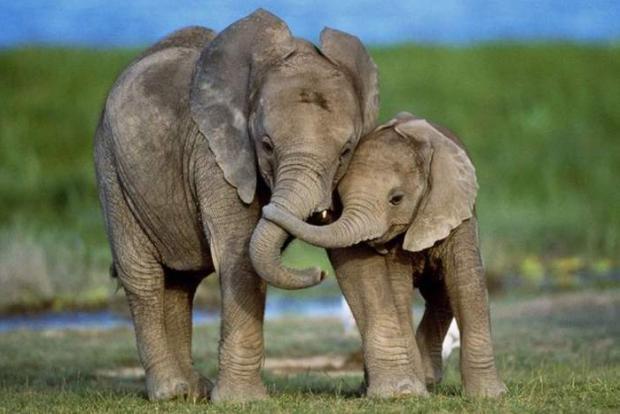 Сімейство слонів. Фото: Pikabu.