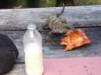 У Мексиці нахабна ігуана на очах у туриста поцупила його піцу (відео)
