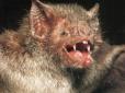 Нова напасть: У Бразилії люди потерпають від нападів кажанів-вампірів