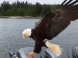 У Канаді випадково зняли на камеру орла-злодюжку (відео)