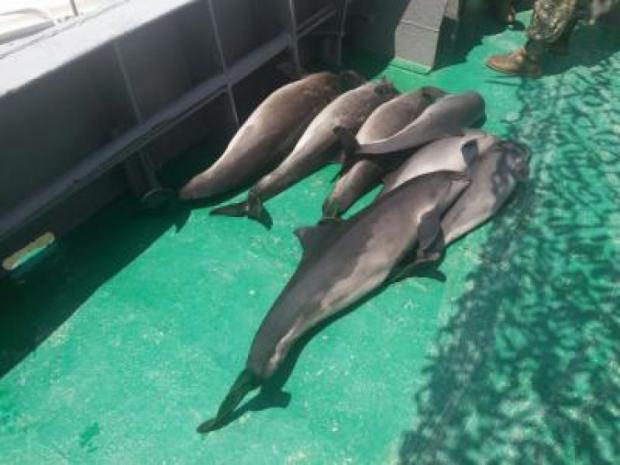 Семеро дельфінів загинули, заплутавшись у сітках браконьєрів. Фото:прес-служба Держприкордонслужби України