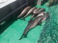 Прикордонники на Одещині виловили кілометрові сітки браконьєрів з мертвими дельфінами (фото, відео)