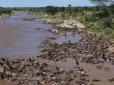 Смерть, що дає життя: Як загиблі антилопи живлять собою річку у Африці (відео)