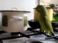 Мережу розвеселило відео, як наполегливий папужка кумедно просить сніданок