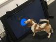 Учені створили пристрій, по якому собаки зможуть телефонувати до 