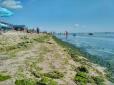 Перетворилося в болото: Відпочивальники поскаржилися на купу водоростей, які затягнули узбережжя Азовського моря (фото)