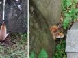 По стопам Вінні Пуха: Мережу розсмішила лисиця, що застрягла на кладовищі (фото)