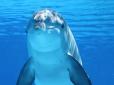 Мережею шириться відео про надзвичайно дружнього дельфіна