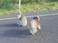 В Австралії автомобілістка ледве розняла двох коал-забіяк, що билися на дорозі (відео)