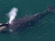 Хіти тижня. Біля берегів Канади північний кит вбив волонтера, що звільнив його з рибальських сітей (фото)