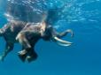 Справжня людяність: На Шрі-Ланці півдоби рятували у морі слона (відео)