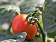 Вчені виявили несподівану цілющу властивість помідорів