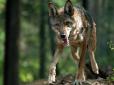 Україну атакують вовки: Мисливці кажуть, що такого скупчення сіроманців давно не бачили
