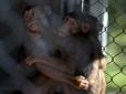 Безцінна мавпа: У Рязані тварину шукали 70 людей з дроном та тепловізором