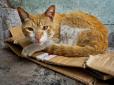 Японка померла від рідкісної хвороби після укусу безпритульного кота