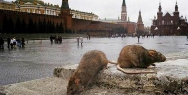 В Москві нашестя щурів. Фото: life.ru.