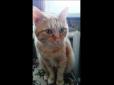 Королі мережі: Черговий кіт-розумака підкорює користувачів (відео)